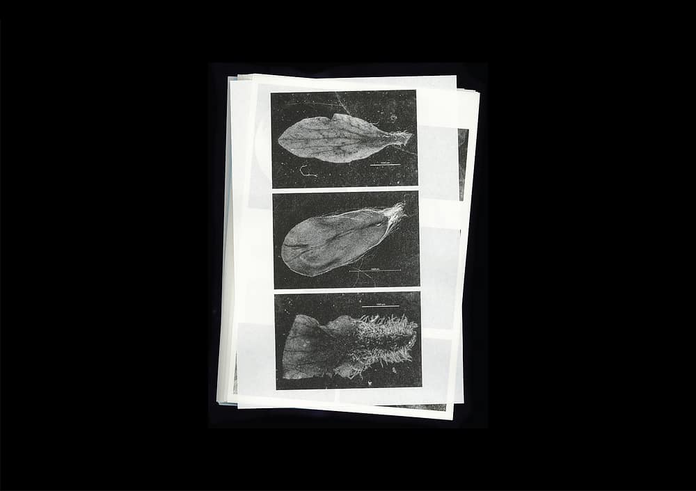 for portfolio img Microscopic Images