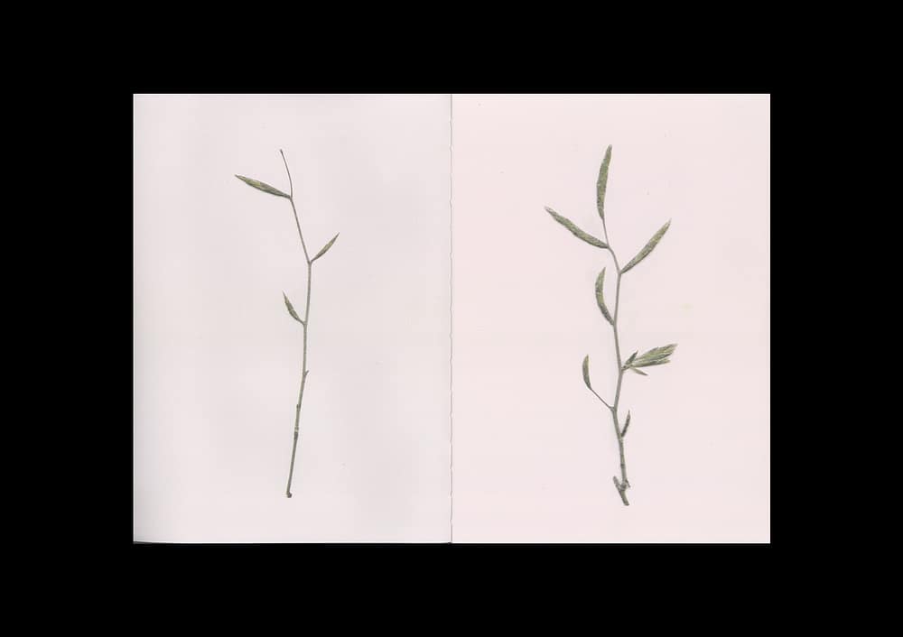 BeechBook_1 The beech at the end of a star