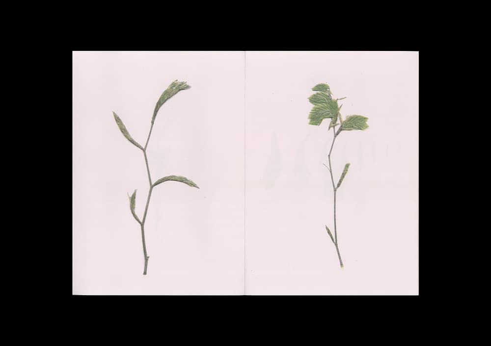 BeechBook_3 The beech at the end of a star