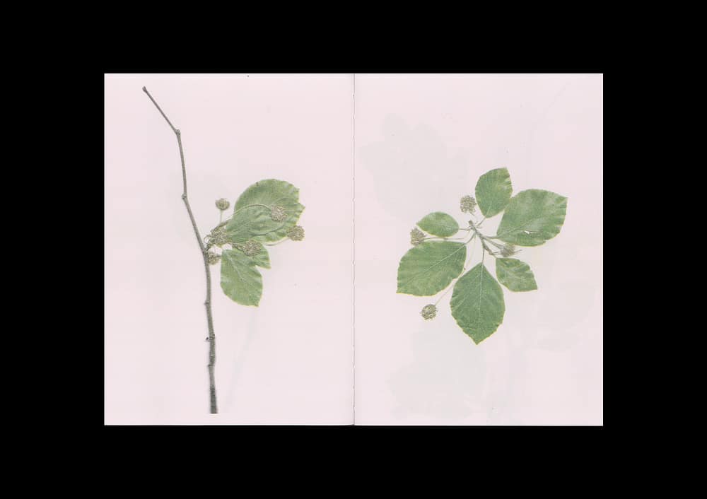 BeechBook_4 The beech at the end of a star