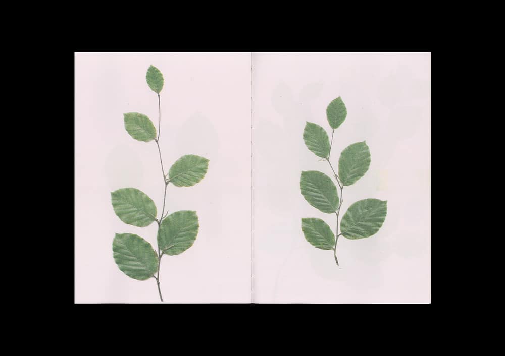 BeechBook_5 The beech at the end of a star