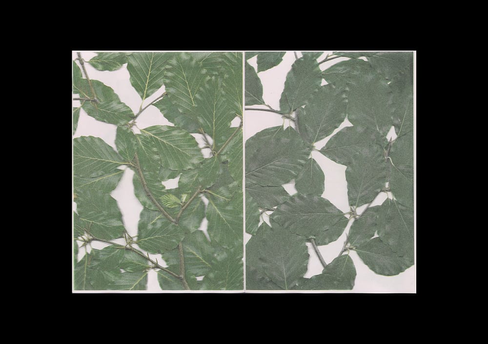 BeechBook_6 The beech at the end of a star