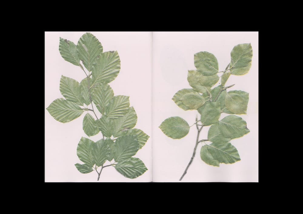 BeechBook_7 The beech at the end of a star