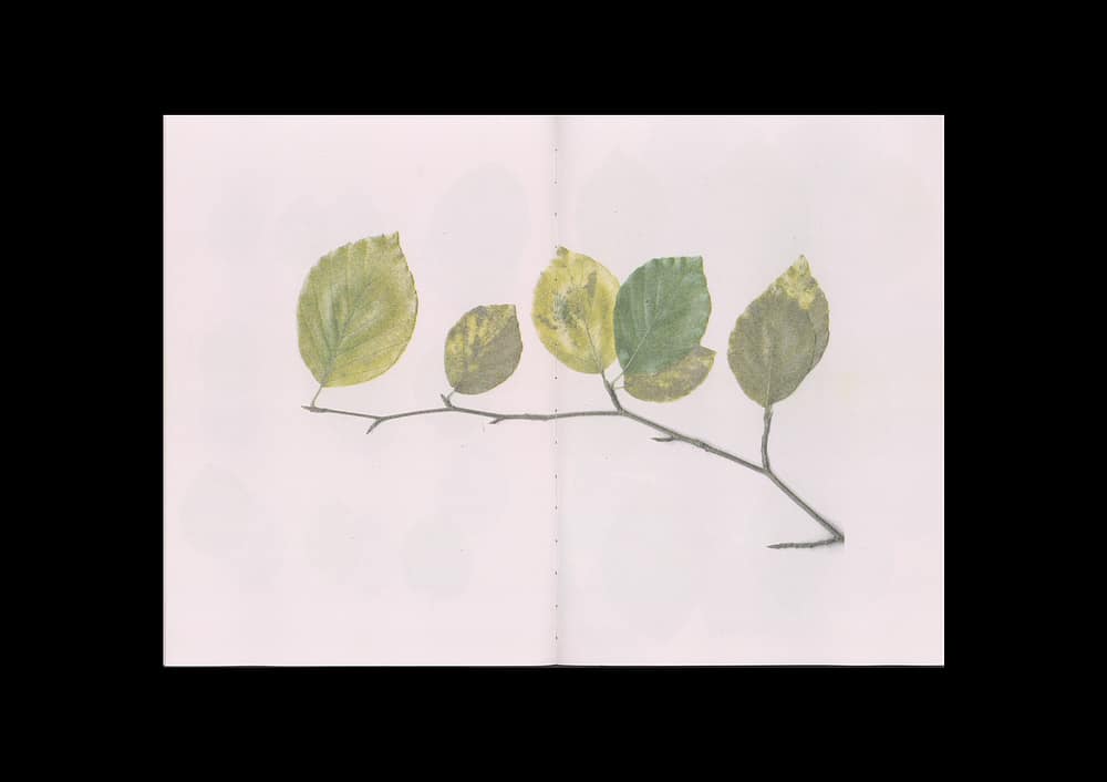 BeechBook_8 The beech at the end of a star