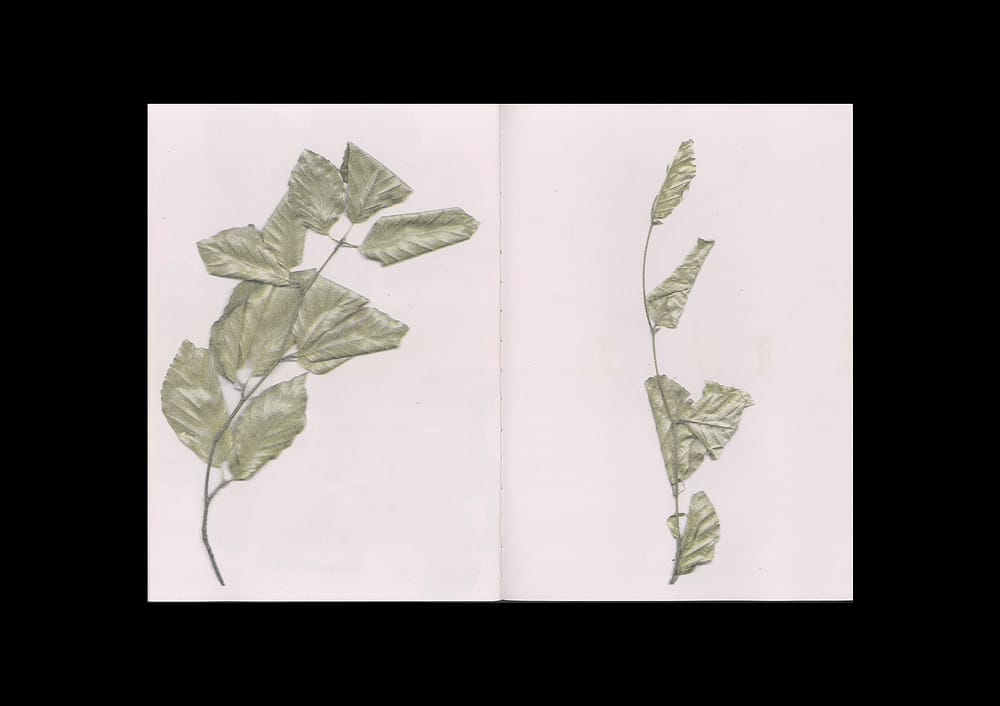 BeechBook_9 The beech at the end of a star