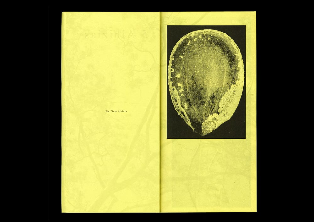 5AlbiziaBook3 5 Albizias