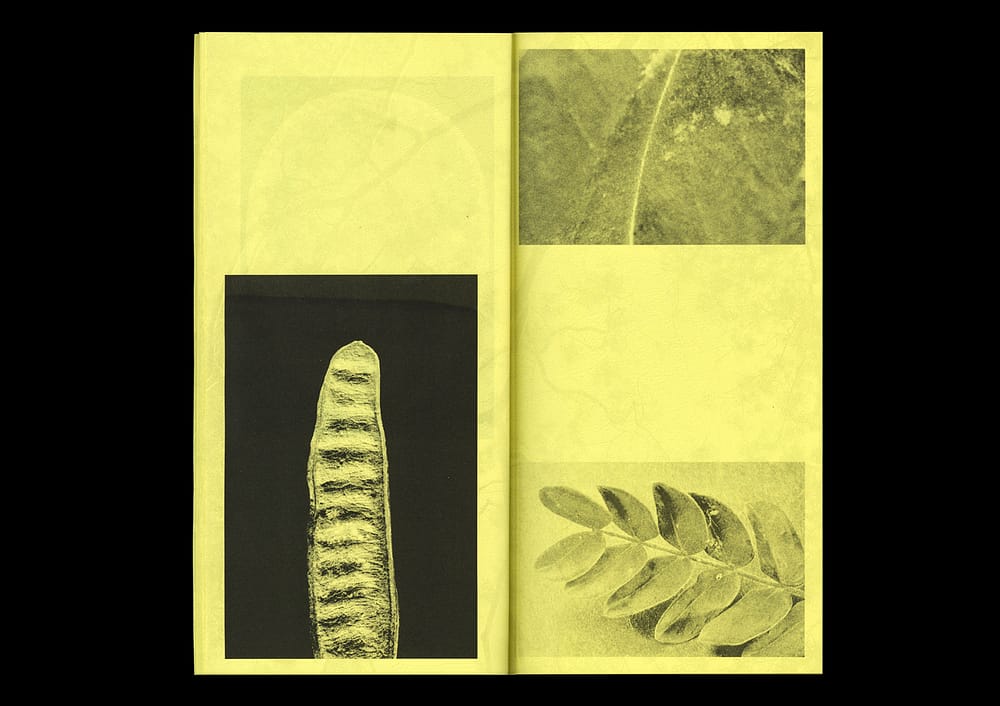 5AlbiziaBook4 5 Albizias